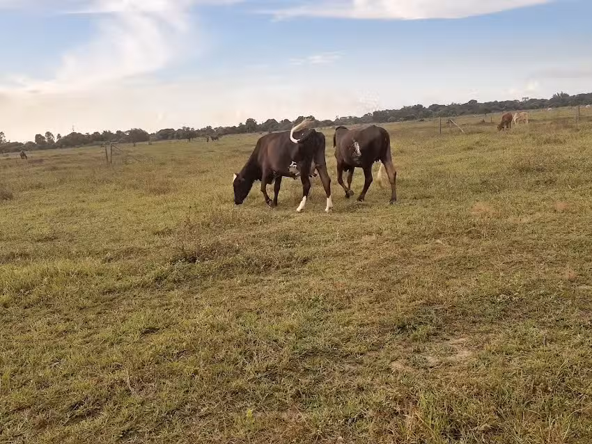 Finca Las Vegas