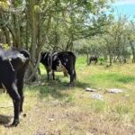 Finca Los Arrayanes