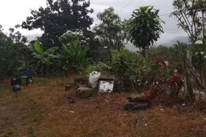 FINCA LOS MANGOS FLORENCIA