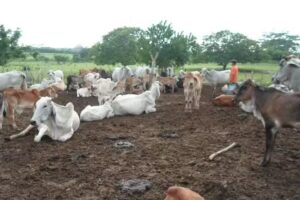 Finca Los Sabanales _Emilia