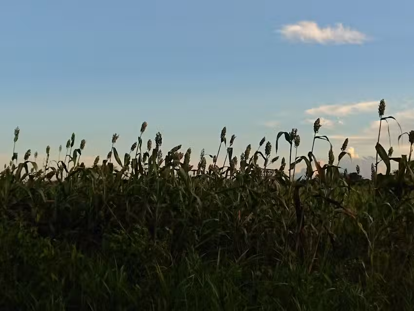 Finca Ponderosa