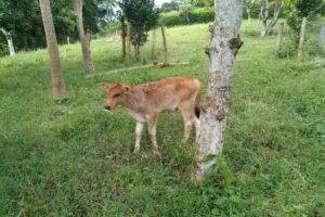 Finca Villa Nazareth