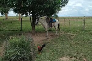 Fortuna los Clavellinos