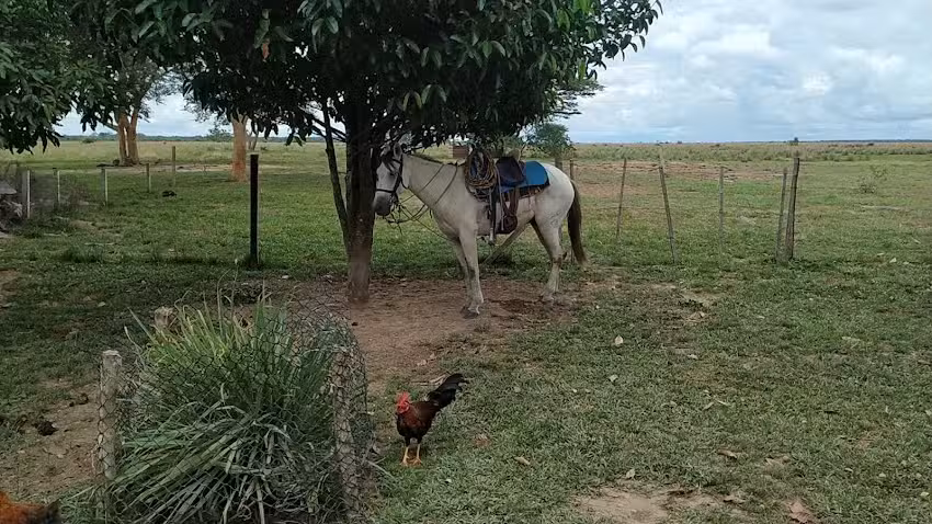 Fortuna los Clavellinos