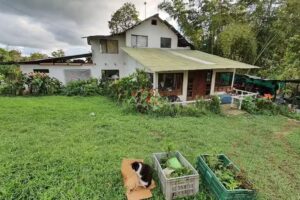 Fundación albergue amar huellitas