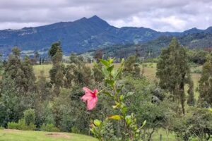 Granja av&iacute;cola Finca san Carlos