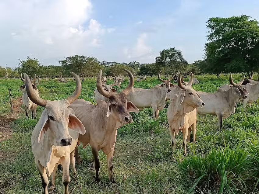 Hacienda Santa Mar&iacute;a