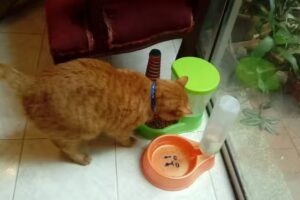 Hotel guarder&iacute;a para gatos CAT CAT Palmira