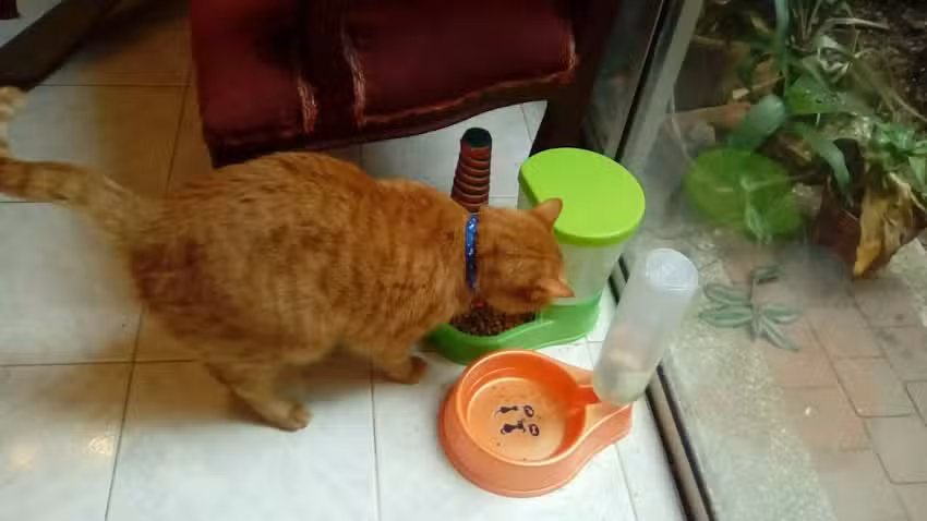 Hotel guarder&iacute;a para gatos CAT CAT Palmira