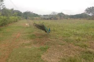 Hotel La Posada De Pedro