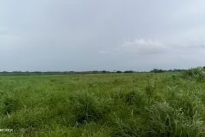 Isla valencia, san pedro de arimena