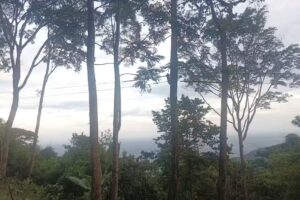 Jungle Camp GRIGOCH.