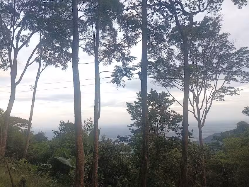 Jungle Camp GRIGOCH.