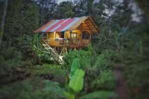 Jungle Resort Mam&aacute; Yeya Ra&iacute;ces