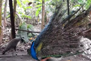 La Caba&ntilde;a De don Apostol