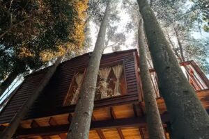 La Casa en el Arbol Guatavita
