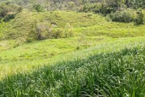 LA FINCA SAN ANTONIO