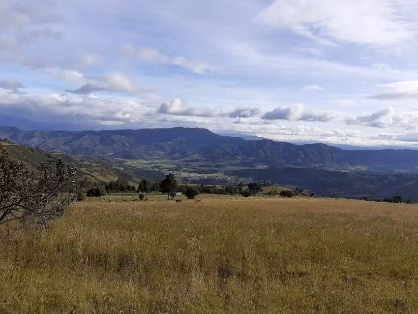 La Mesa Floresta