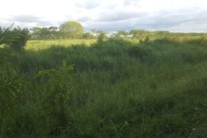 La Sira : Punta Verde.