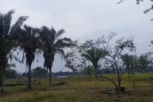 La Y Ca&ntilde;o Azul