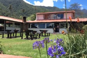 Las Palmas de Cocora
