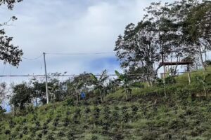 Los Cafetales de Mercadillo