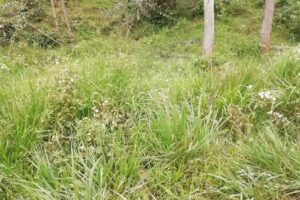 Lote – Futuro Cabañas EcoHouse