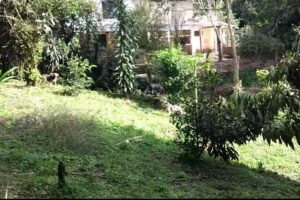 Nashanda Club Canino