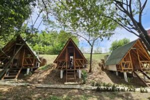 Oasis del ca&ntilde;averal