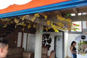 Pacho Maracas Hospedaje y Café Bar