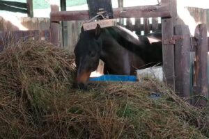 Paseo a caballo Bellavista