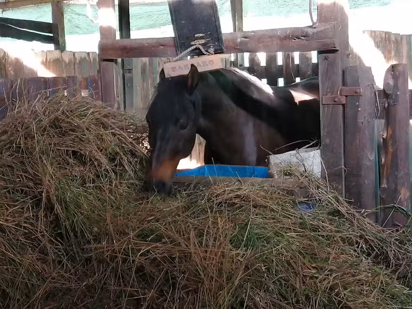 Paseo a caballo Bellavista