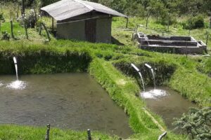 Pisicultura La Chorrera