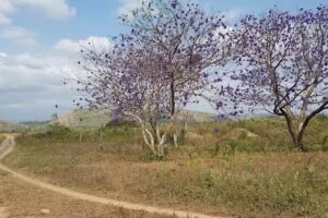 Predio nuevo horizonte