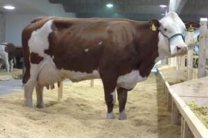 Rafael De jesus Cadavid Restrepo