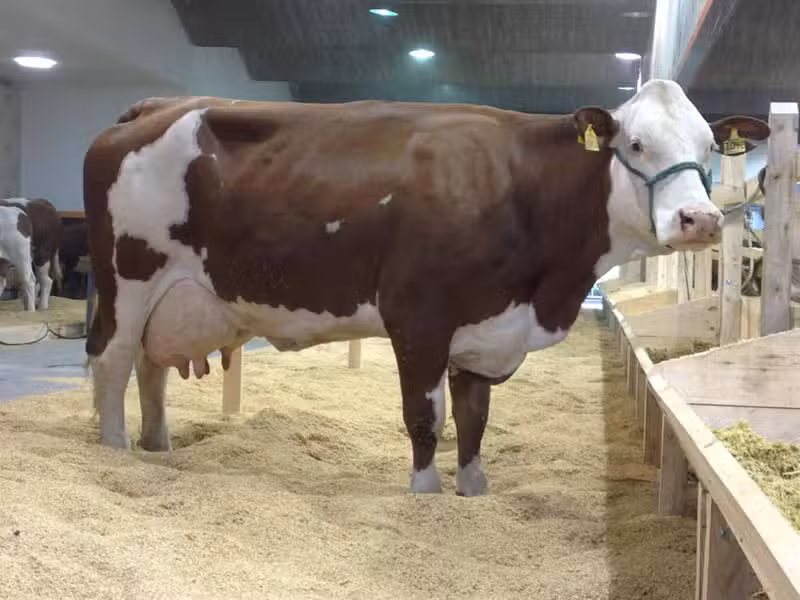 Rafael De jesus Cadavid Restrepo