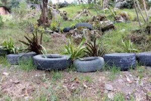 RESERVA DE ORQU&Iacute;DEAS LA ESPERANZA DE LUZ