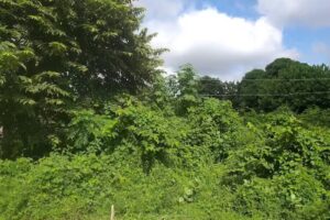 Restaurante CarloVilla