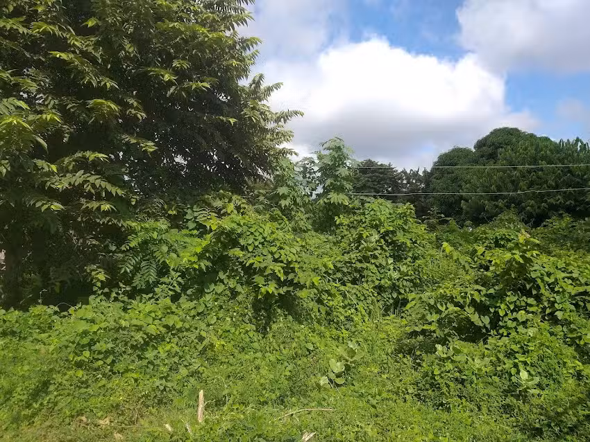 Restaurante CarloVilla