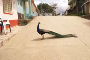 Restaurante Y Hospedaje El Tronco