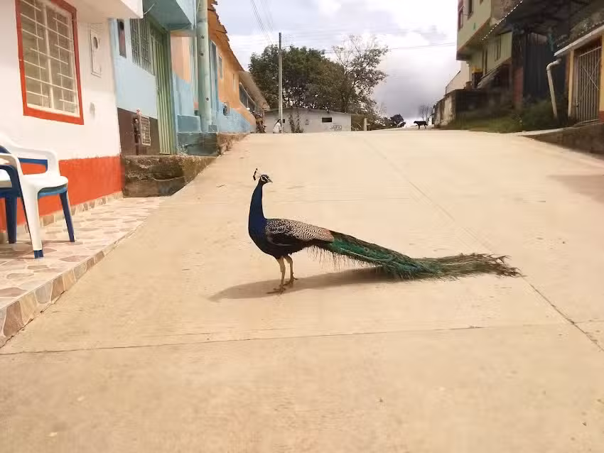 Restaurante Y Hospedaje El Tronco