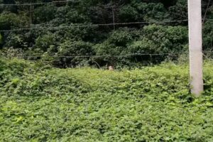 RESTAURANTE Y HOSPEDAJE GUAYABETAL