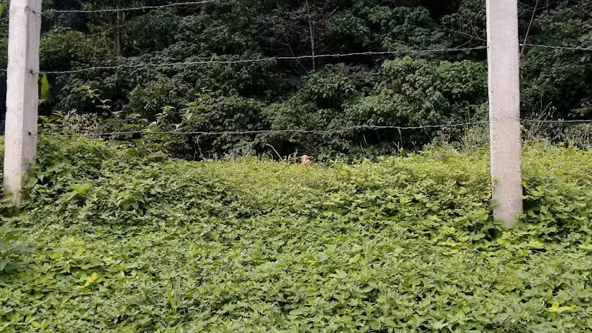 RESTAURANTE Y HOSPEDAJE GUAYABETAL