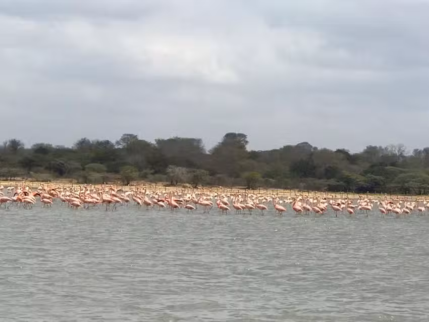 Santuario de los Flamencos &ndash; Perlaguaneque