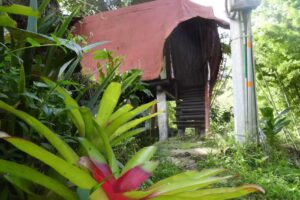 Sendero Bambuquero &ndash; Turismo rural y cultural &ndash; La Plata &ndash; Huila