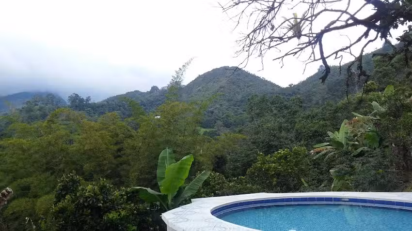 Tangara
