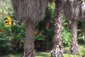 Tenasuca Hospedaje Boutique