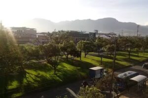 The backpakcer cat ( hostal )