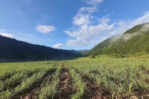 Trapiche Panelero el Llano