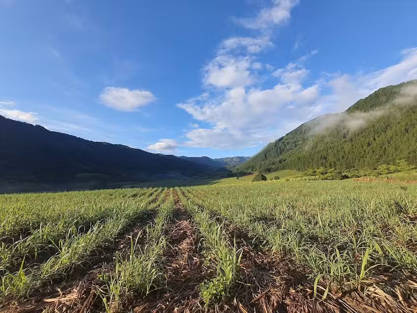 Trapiche Panelero el Llano